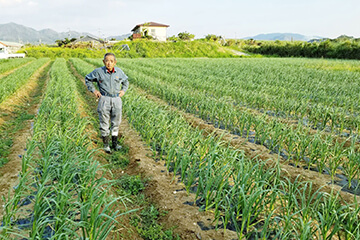 徳之島のニンニク畑